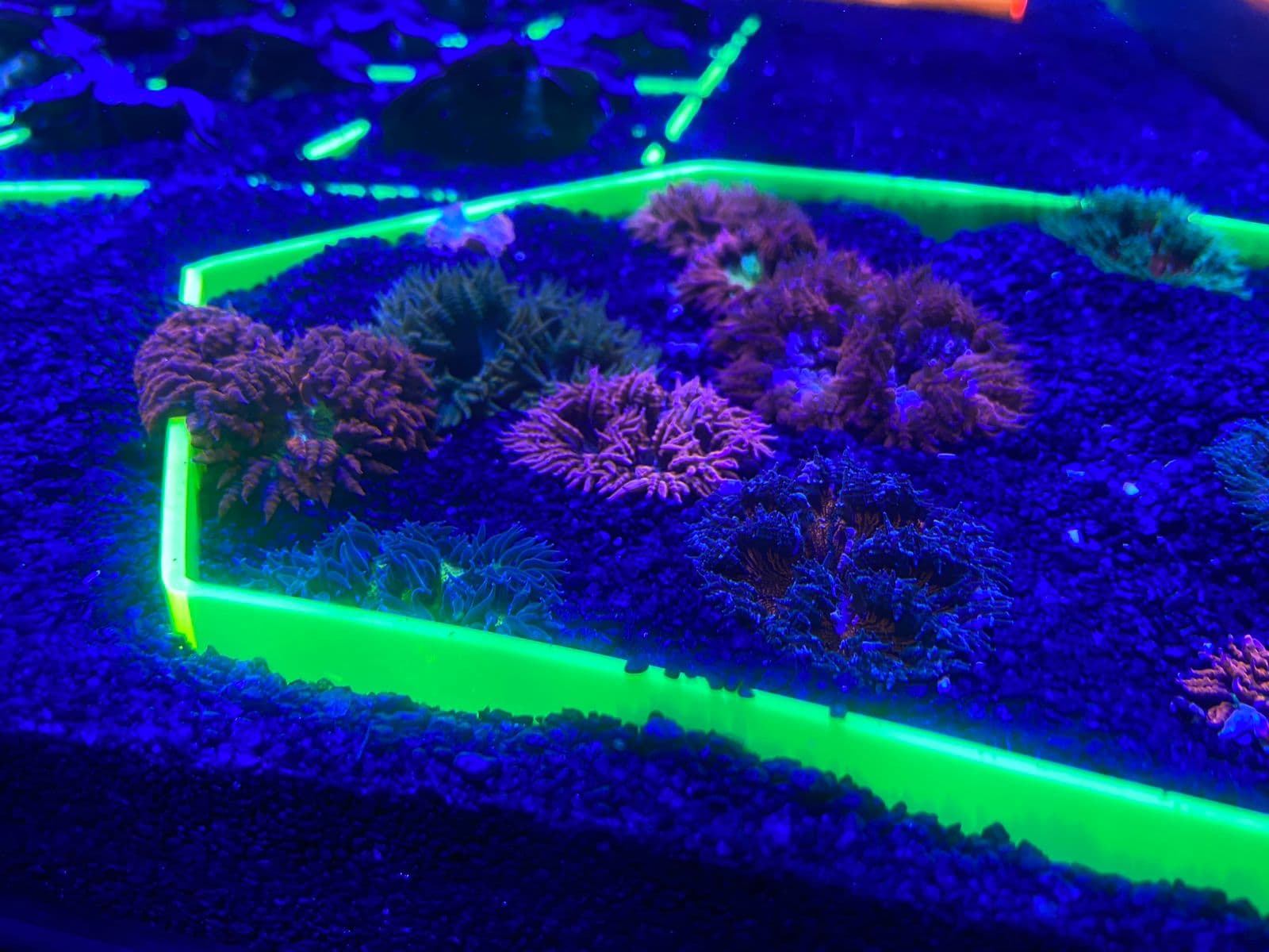 Manipulação do microbioma de corais e BMCs (“Beneficial Microorganisms for Corals” - Microrganismos Benéficos de Corais) para recuperação e conservação de recifes