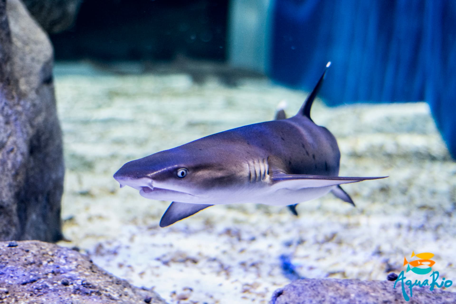 Reprodução, crescimento e comportamento ex situ de elasmobrânquios
