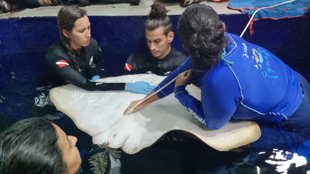 Padronização do congelamento do sêmen para elasmobrânquios e reprodução induzida por inseminação artificial em elasmobrânquios