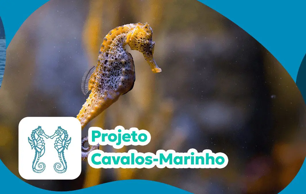 Reprodução de Cavalo-marinho em cativeiro