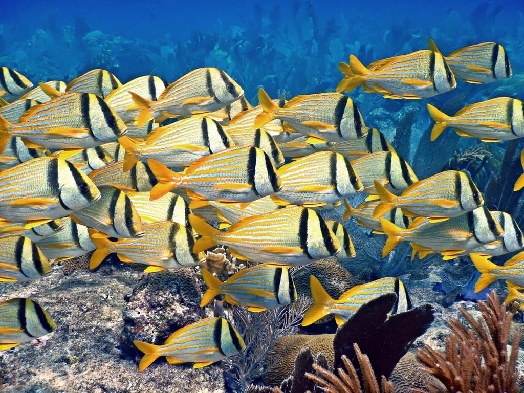 Salema-Branca