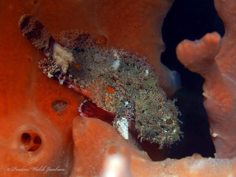 Peixe-pedra (Mangangá)