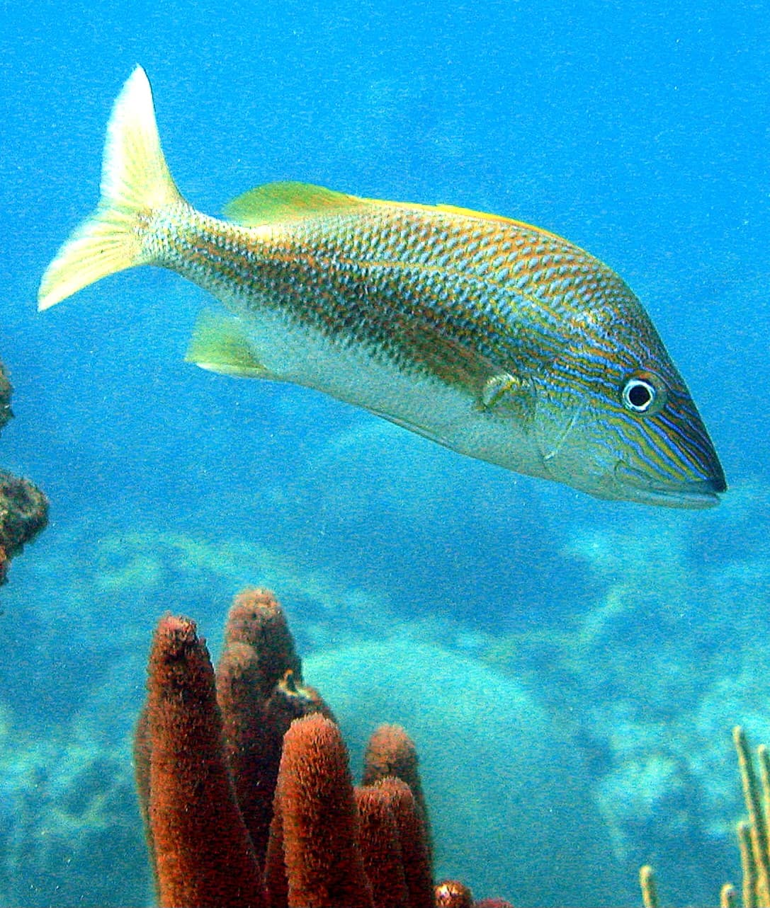 Corcoroca 