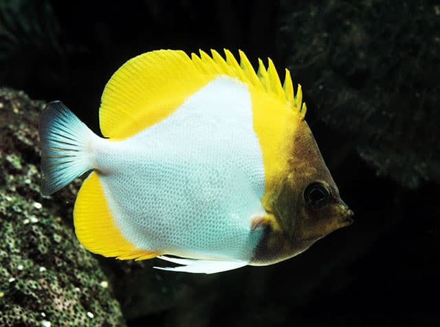Yellow pyramid butterflyfish