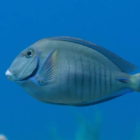 Peixe-cirurgião