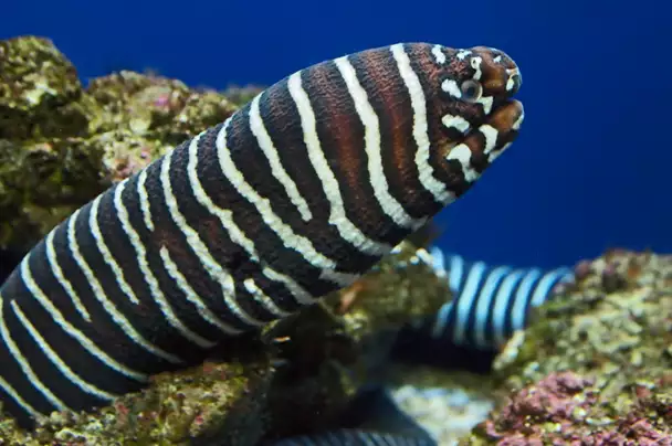 Moreia-zebra