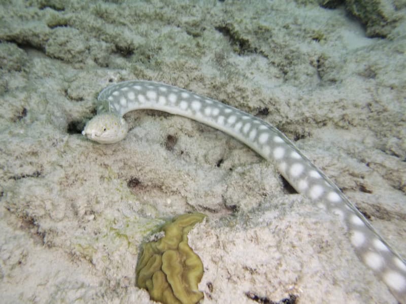 Miroró-pintas-brancas