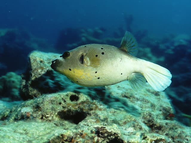 Baiacu-de-pintas-pretas