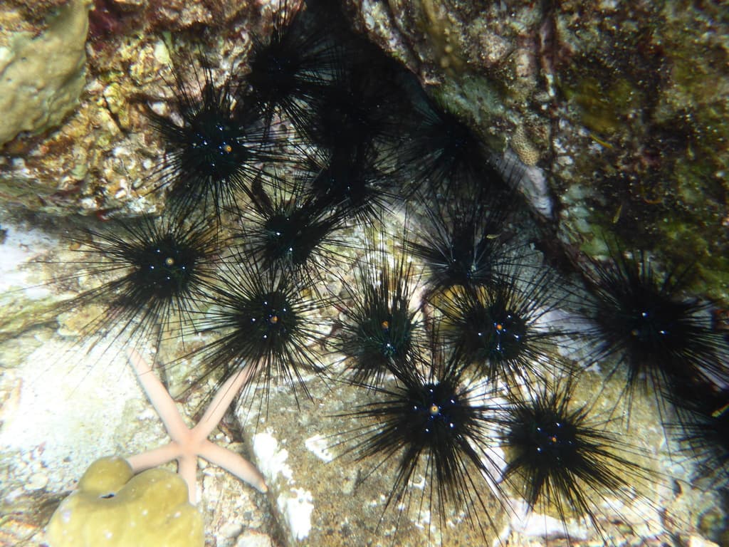 Ouriço-de-espinho-longo