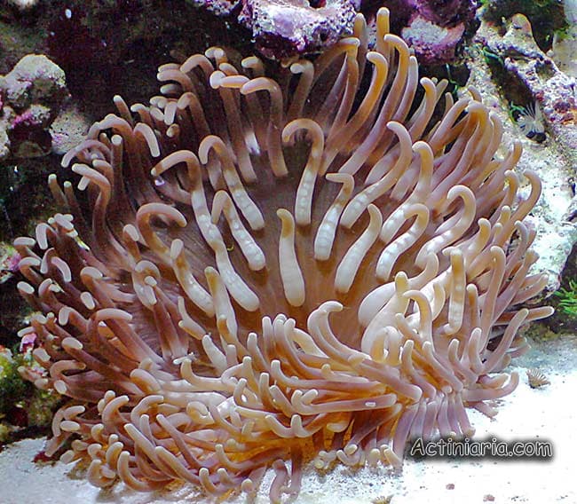 Anêmona-tentáculos-longos