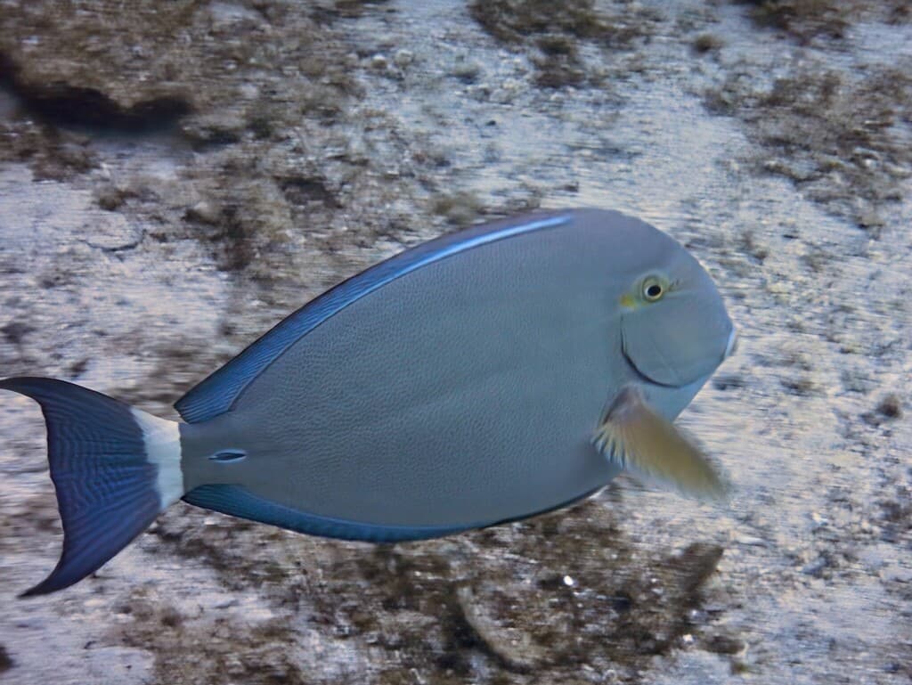 Cirurgião-cauda-anelar