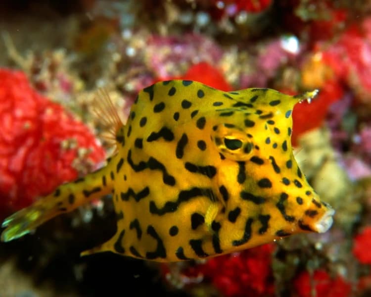 Scrawled cow fish