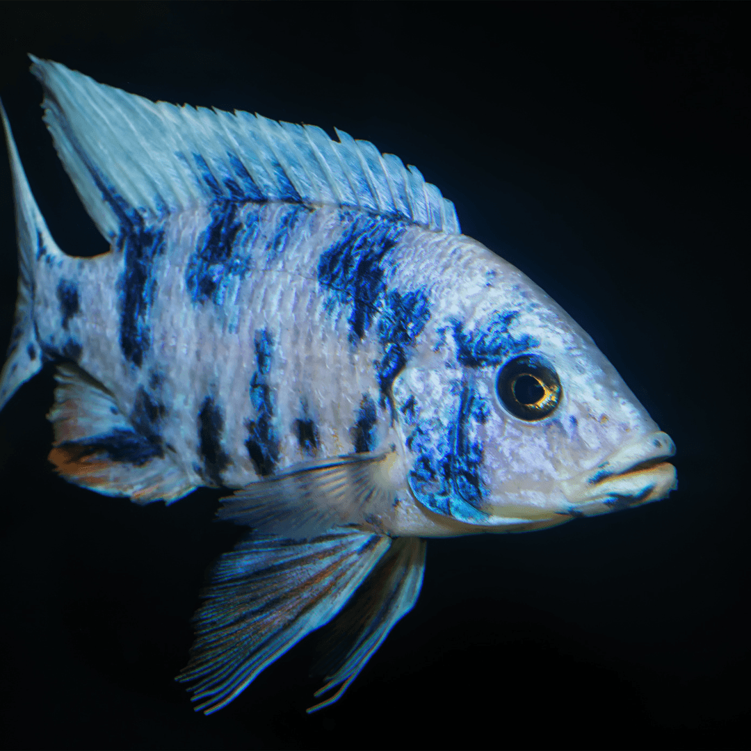 Aulonocara blue orchid