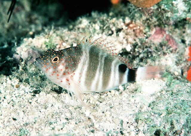 Amblycirrhitus pinos