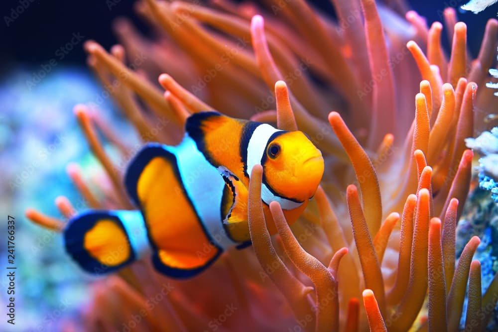 Clown anemonefish