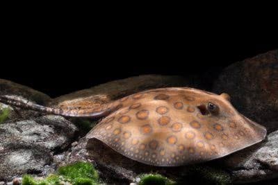 Raia-Hystrix