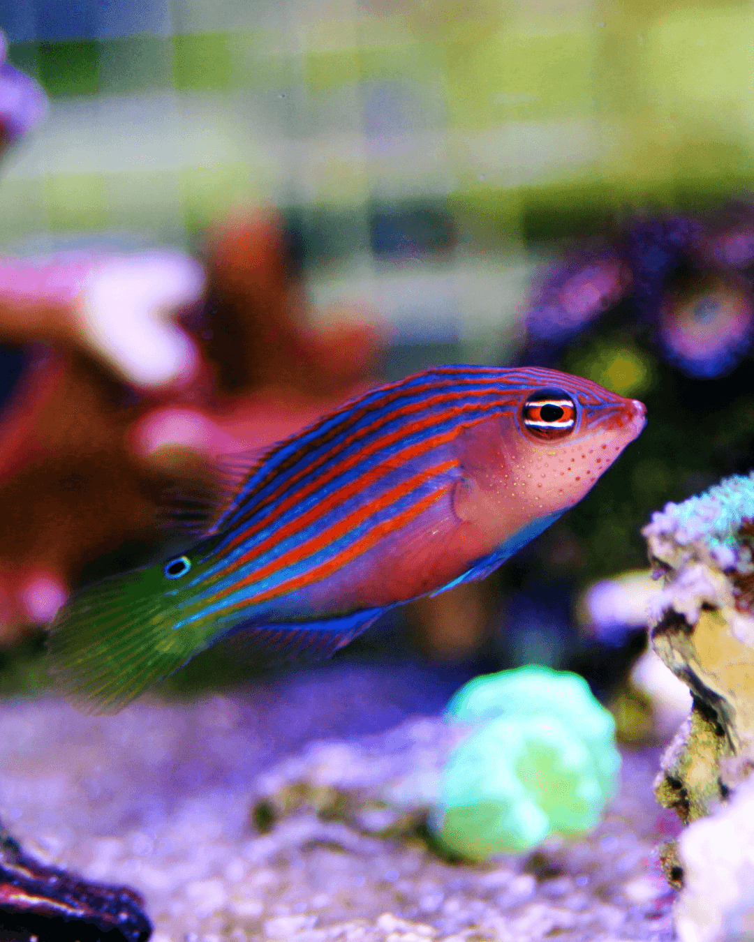 Sixline wrasse