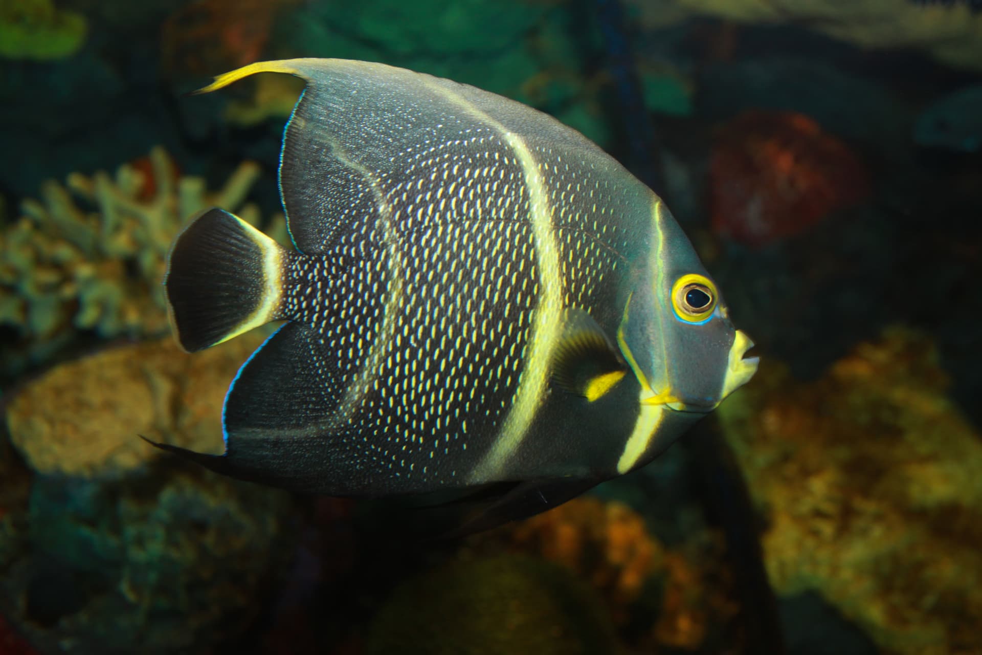 Peixe-paru