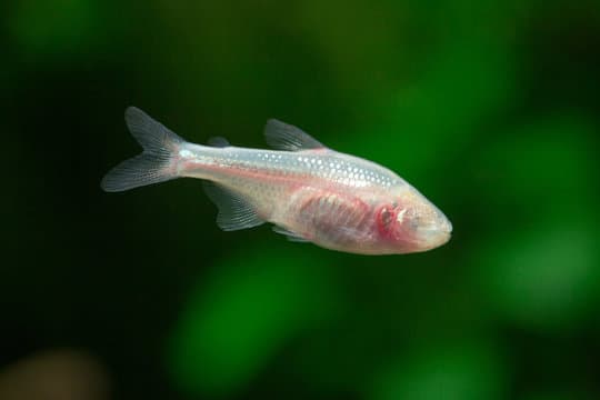 Blind Cave Tetra