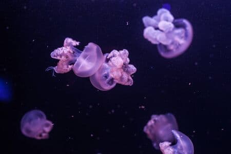 Jellyfish: Why am I called that?