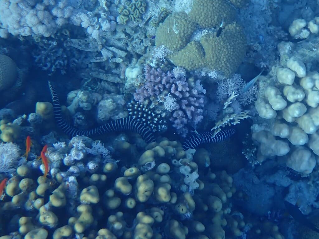 Moreias de pequeno porte