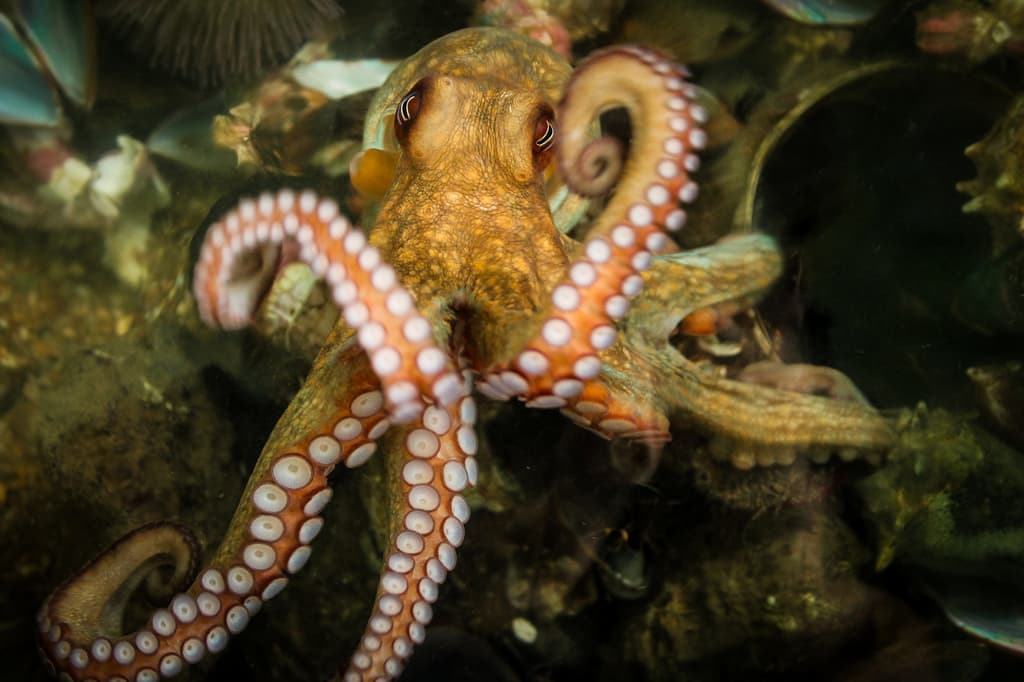 Estratégias Biológicas: Polvo