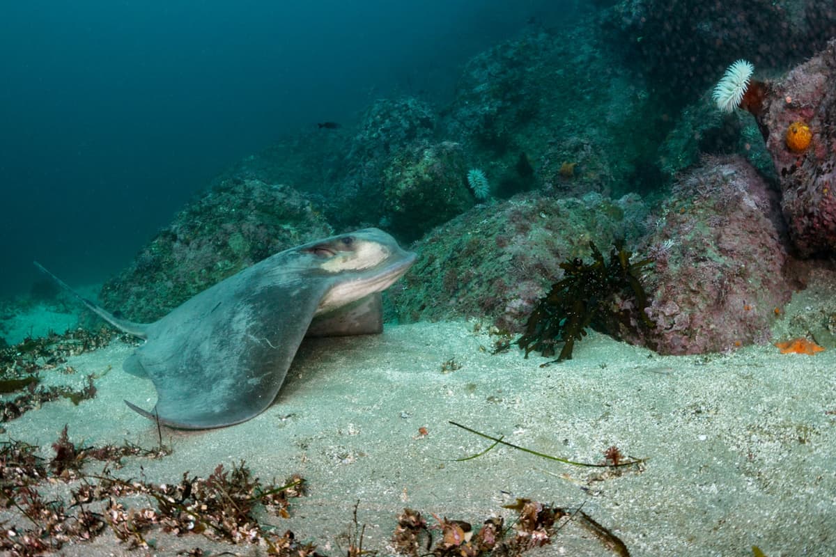 Costão Rochoso: Raias 