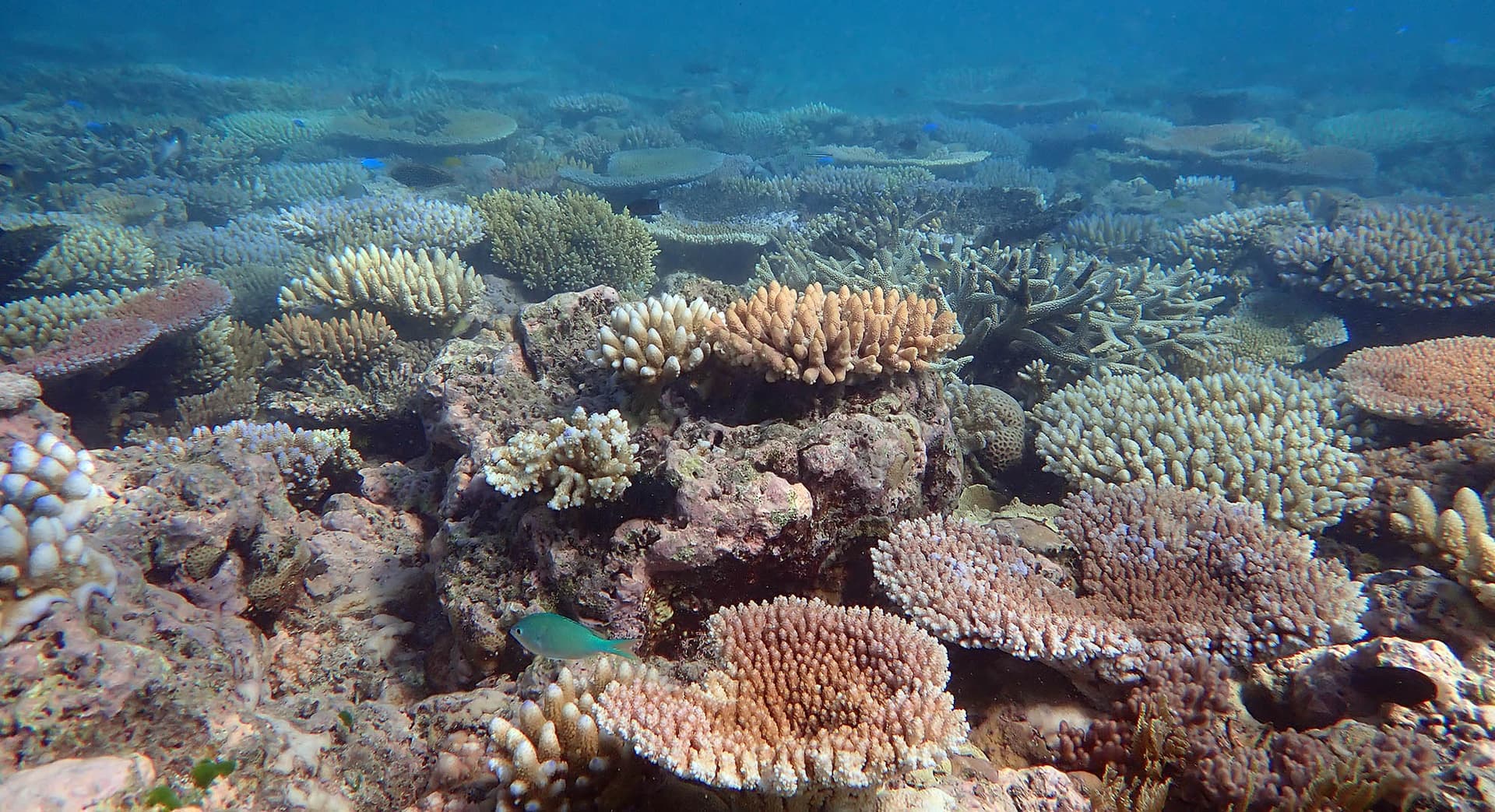 O que as moreias de pequeno porte e o peixe-leão têm em comum?