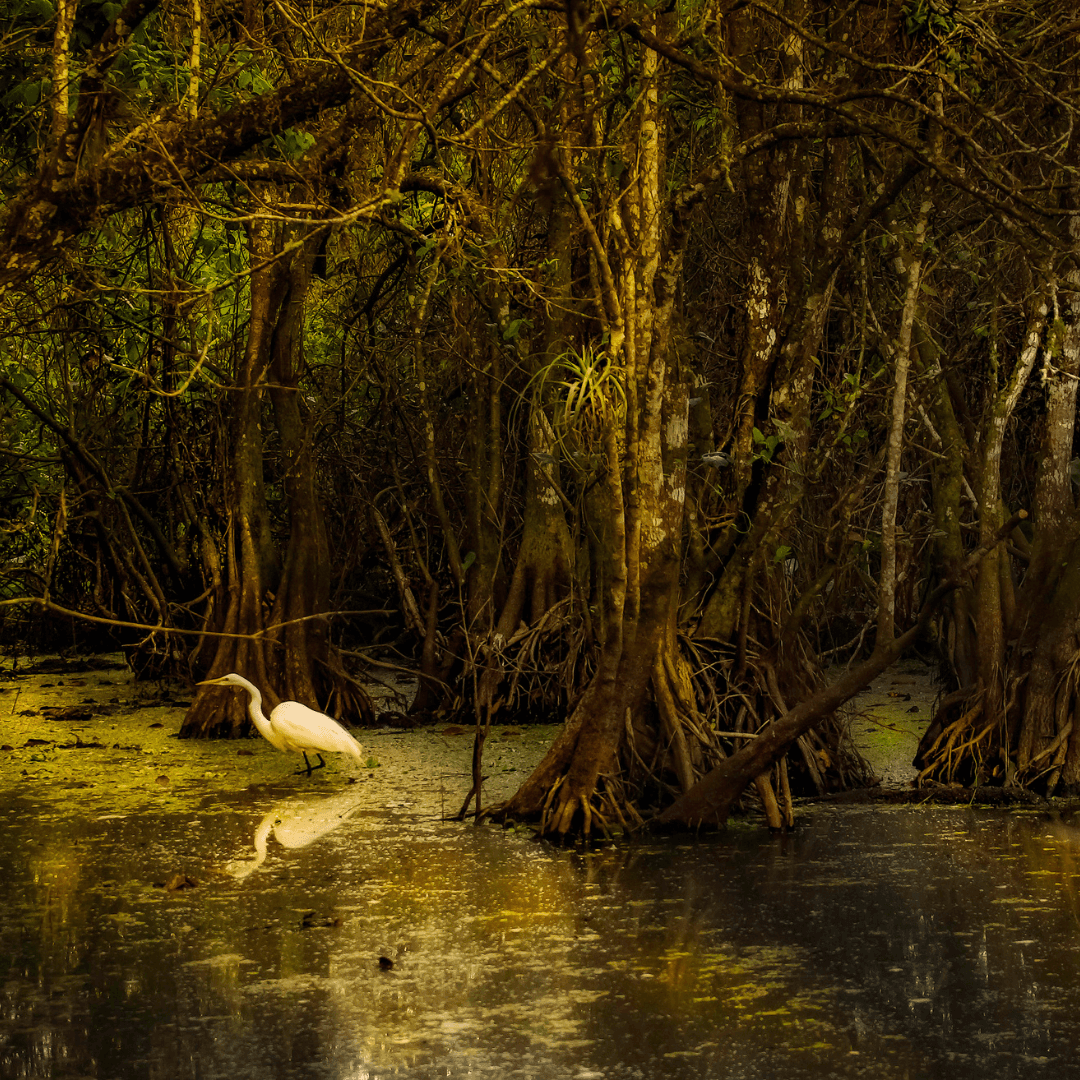 Pequenos amazônicos