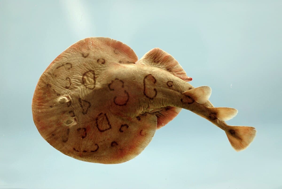 Morfologia do embrião de raia-elétrica Narcine brasiliensis.