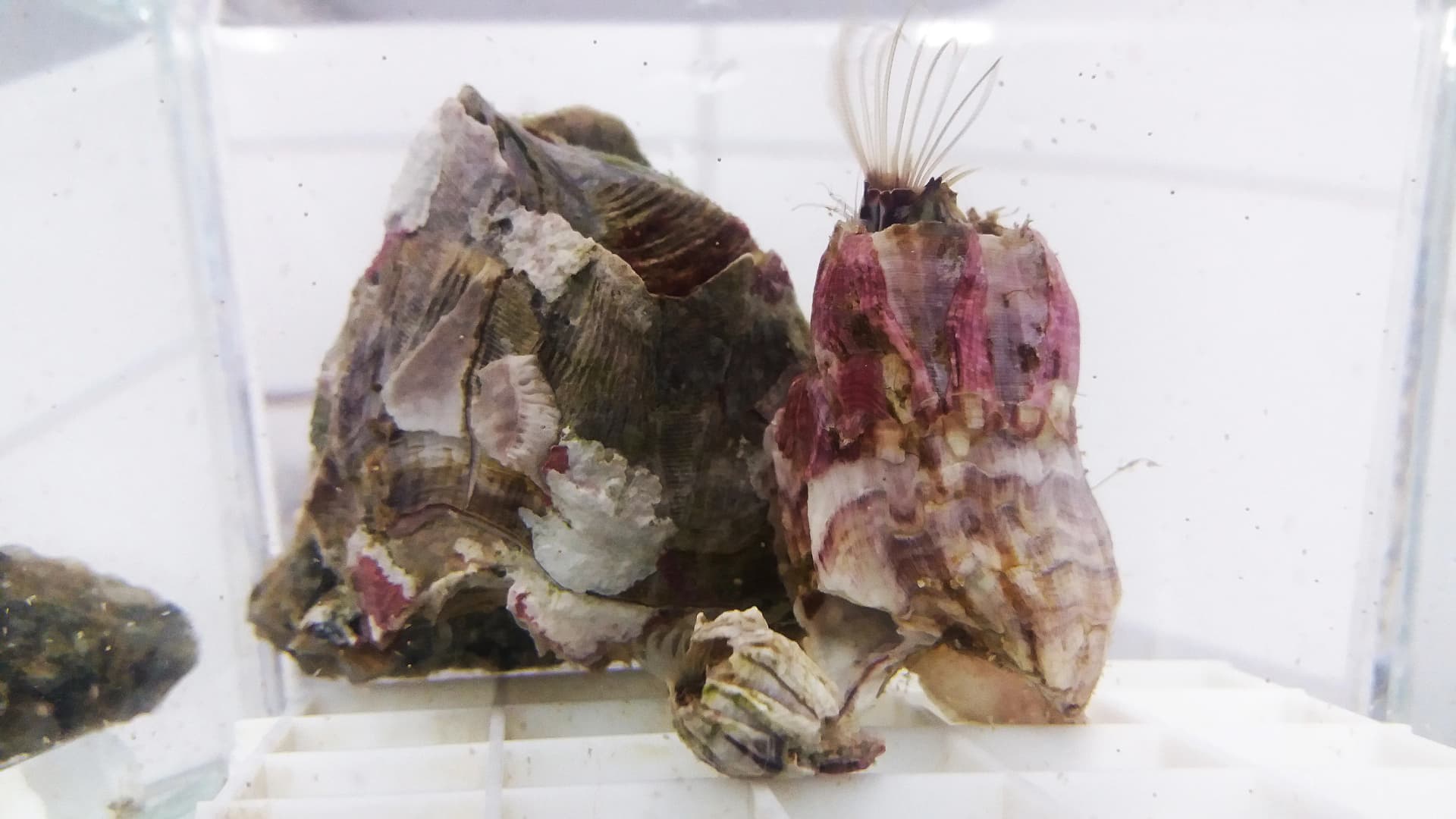 Experimentos anti-incrustação e de tolerância a diferentes temperaturas da água em cracas nativas e invasoras (UFF)