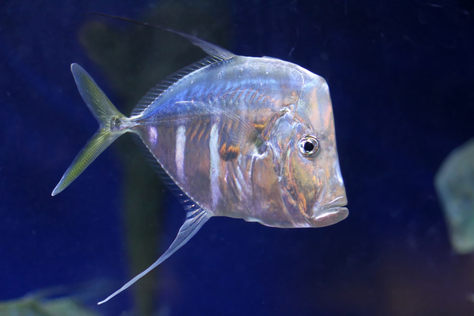Peixe-galo