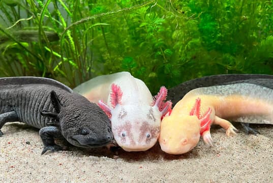 Axolote