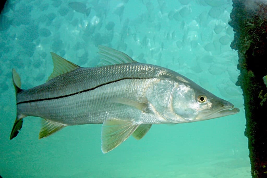 Robalo-flecha