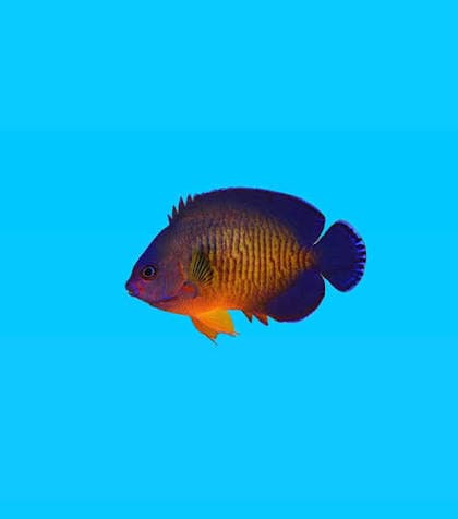 Peixe-anjo-do-coral