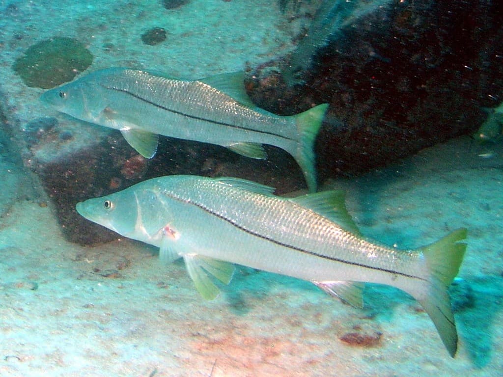 Robalo-flecha