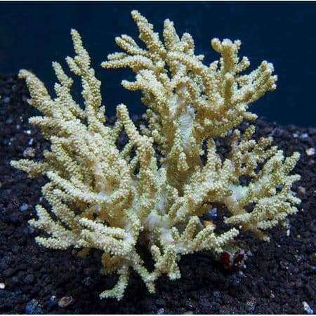Coral-de-couro
