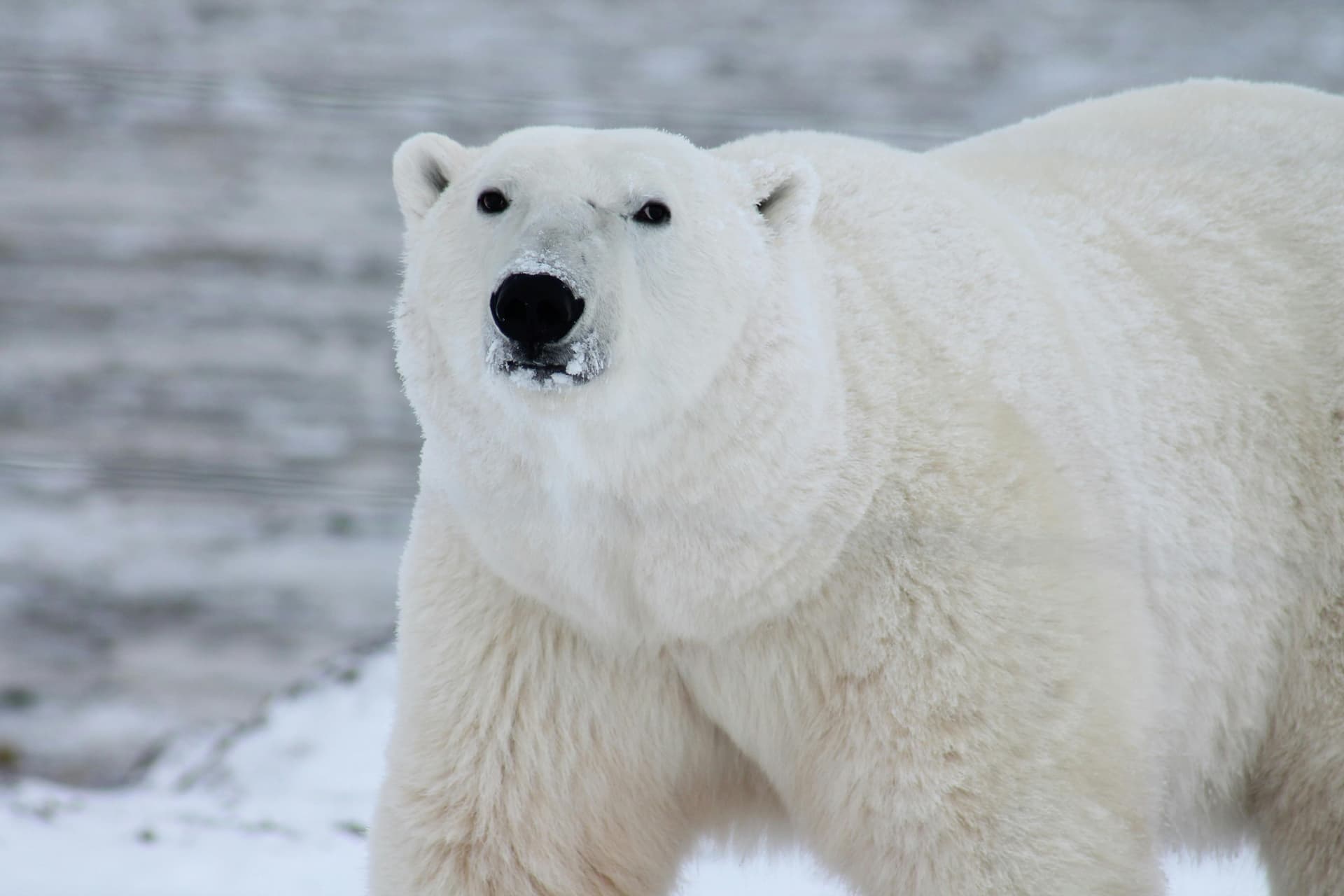 Urso Polar