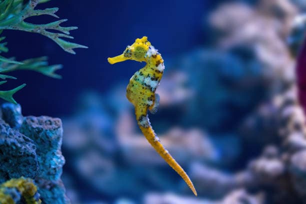 Caballitos de Mar