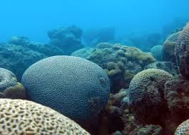 O que as moreias de pequeno porte e o peixe-leão têm em comum?