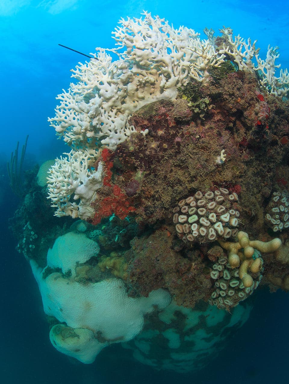 Estratégias de defesa